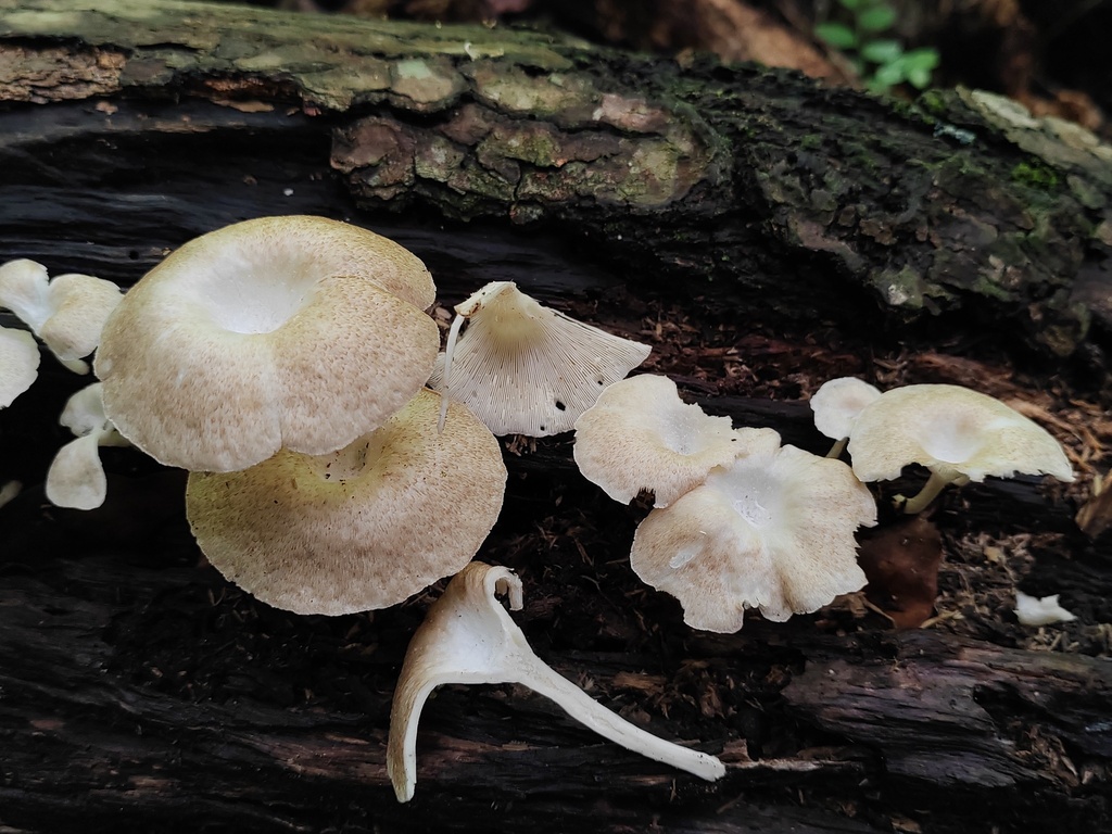 woodcaps and sawgills from 东帝汶劳滕县Nino Konis Santana National Park on ...