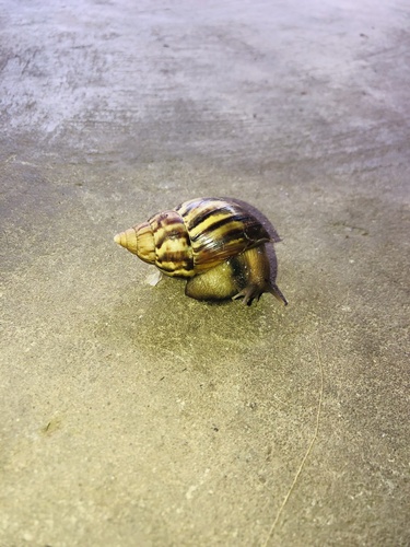 African Giant Snail