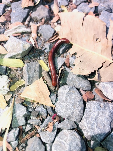 Rusty Millipede