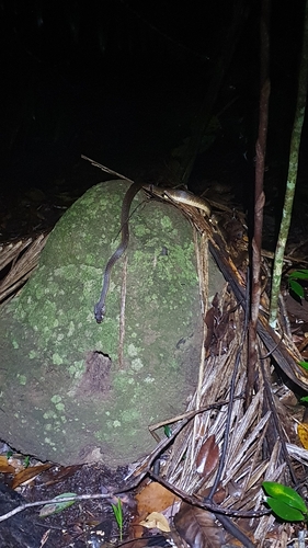 Brown Tree Snake sighting