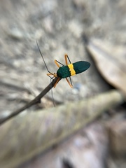 Paryphes flavocinctus image