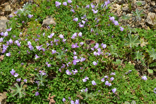 Trifolium acaule