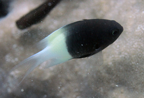 Indian Half-and-half Chromis