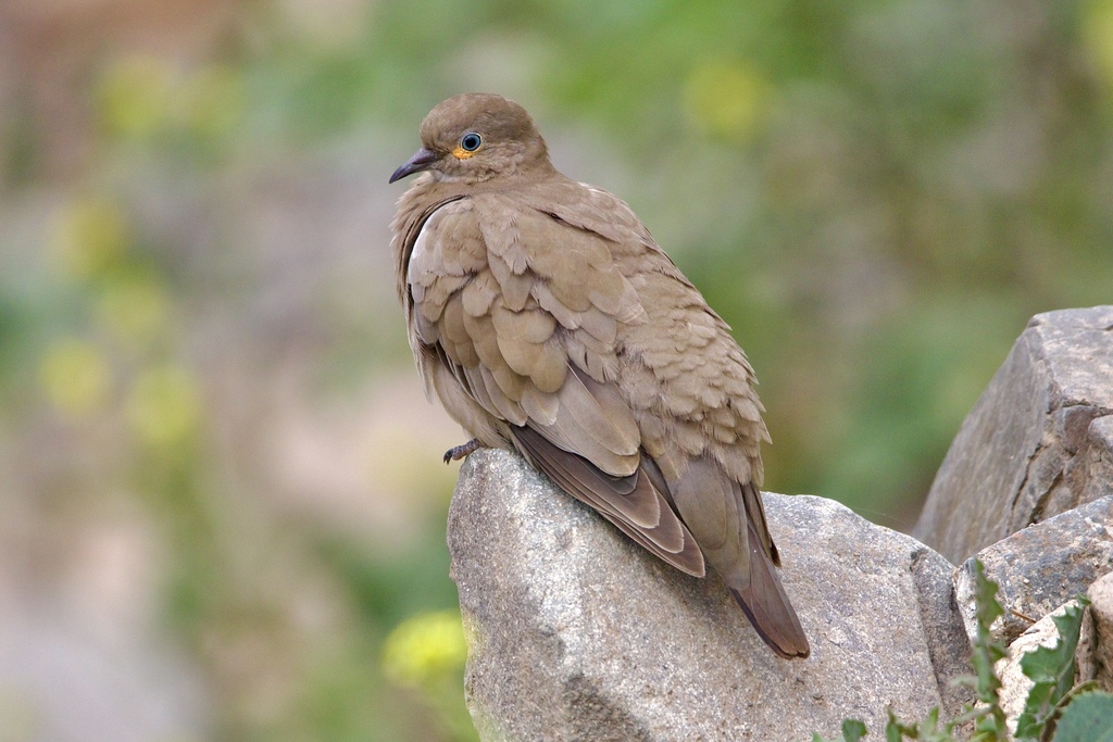 Black-winged Ground Dove (Metriopelia melanoptera) photo