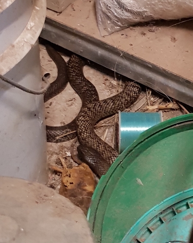 Blue-bellied Black Snake sighting