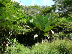 Calathea lutea image