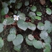 Begonia itatiaiensis - Photo (c) Mathew Rees, todos los derechos reservados, subido por Mathew Rees