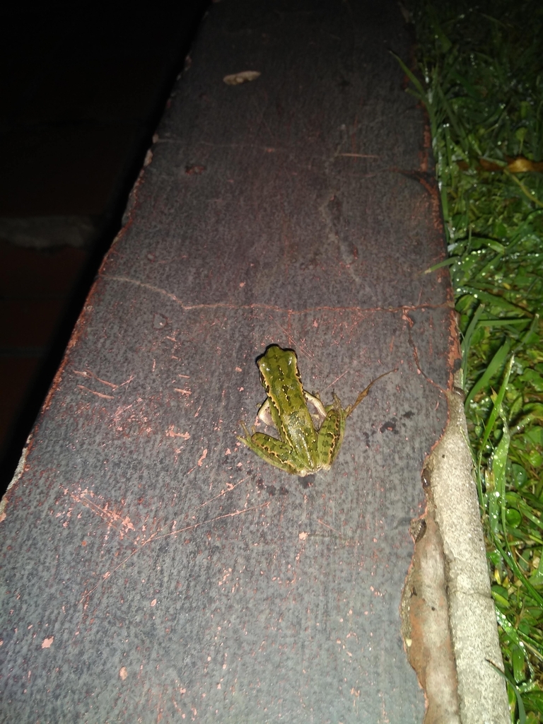 Montevideo Tree Frog from MR4H+2C, Tandil, Provincia de Buenos Aires ...