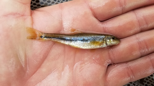 Suckermouth Minnow