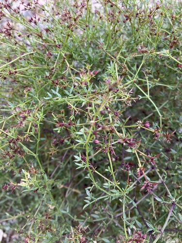 iNaturalist observation photo of California fagonbush