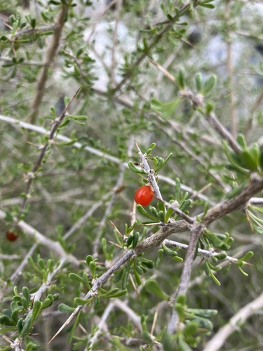 iNaturalist observation photo of Anderson Thornbush