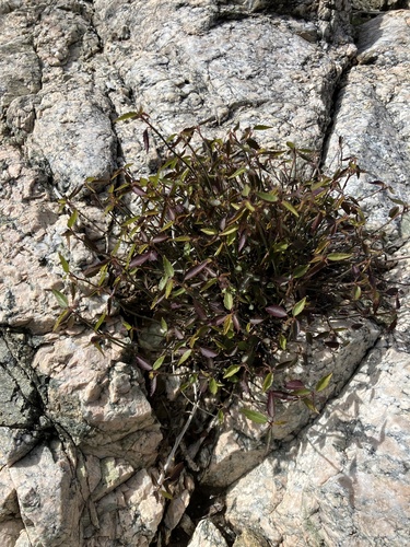 iNaturalist observation photo of California ayenia