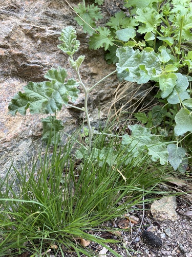 iNaturalist observation photo of apricot globemallow