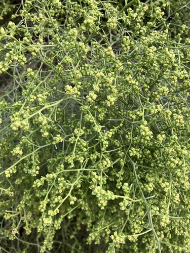 iNaturalist observation photo of Cheesebush