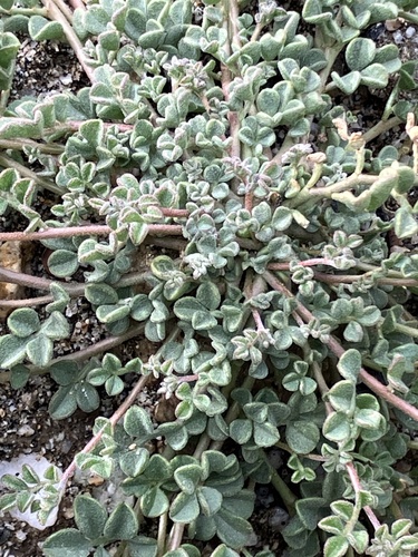 iNaturalist observation photo of strigose lotus