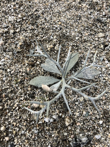 iNaturalist observation photo of Smoketree