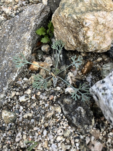 iNaturalist observation photo of Little Gold Poppy