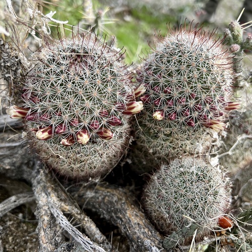 iNaturalist observation photo of Peninsular fishhook cactus