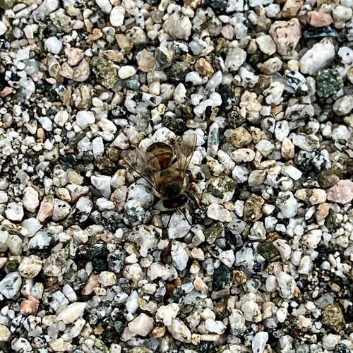 iNaturalist observation photo of Western Honey Bee