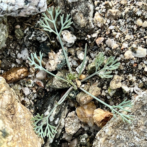 iNaturalist observation photo of Little Gold Poppy