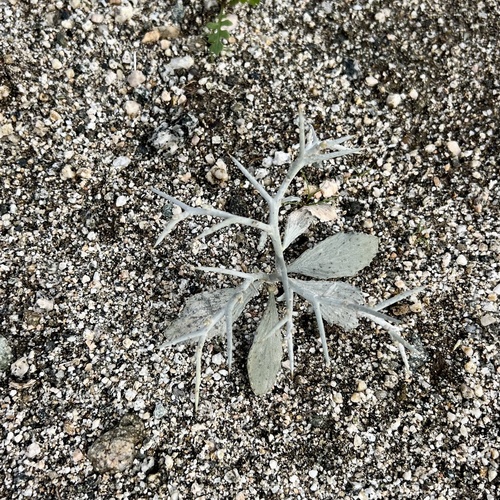 iNaturalist observation photo of Smoketree