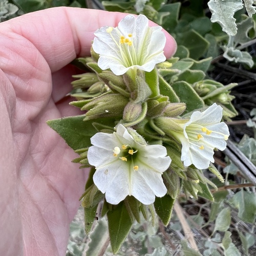 iNaturalist observation photo of slender-lobed four o'clock