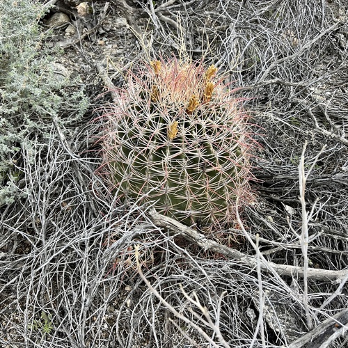 iNaturalist observation photo of California Barrel Cactus
