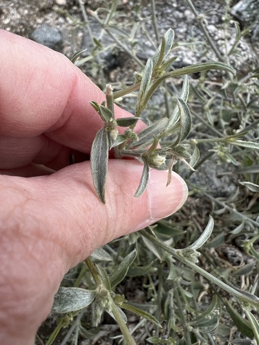 iNaturalist observation photo of Lance-leaved Ditaxis