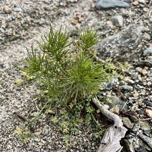 iNaturalist observation photo of Schott's Pygmycedar