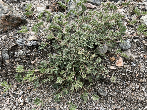 iNaturalist observation photo of strigose lotus