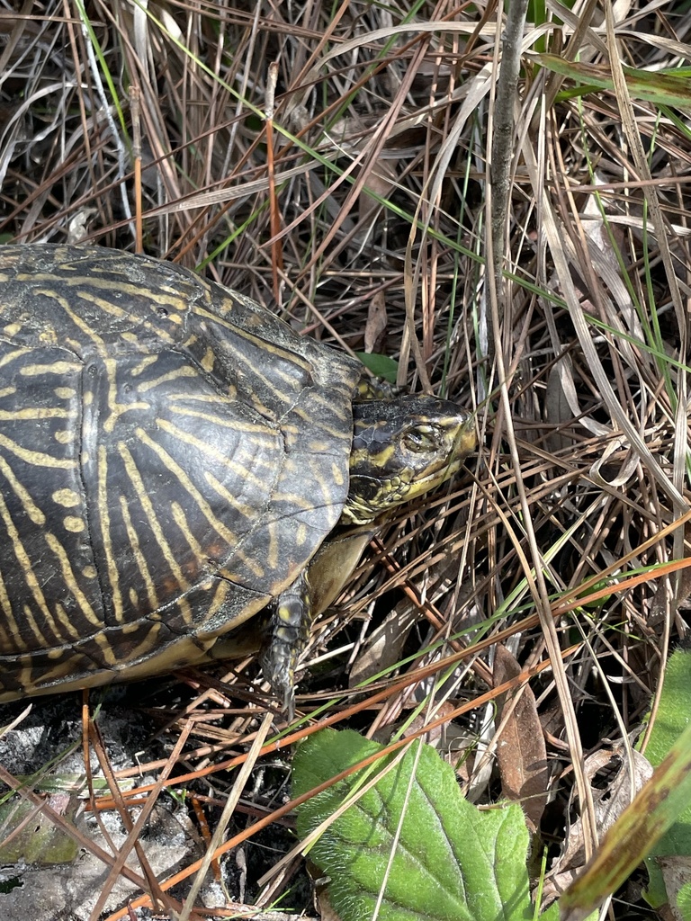 Florida Box Turtle from Corkscrew Regional Ecosystem Watershed Trail ...