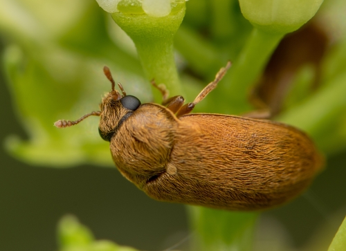 Byturus ochraceus nuotrauka