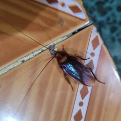 Periplaneta americana image