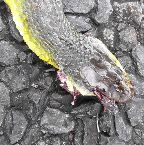 Common Tree Snake sighting