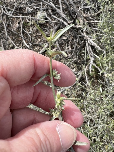 iNaturalist observation photo of Lance-leaved Ditaxis