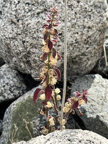 iNaturalist observation photo of Deep Canyon snapdragon