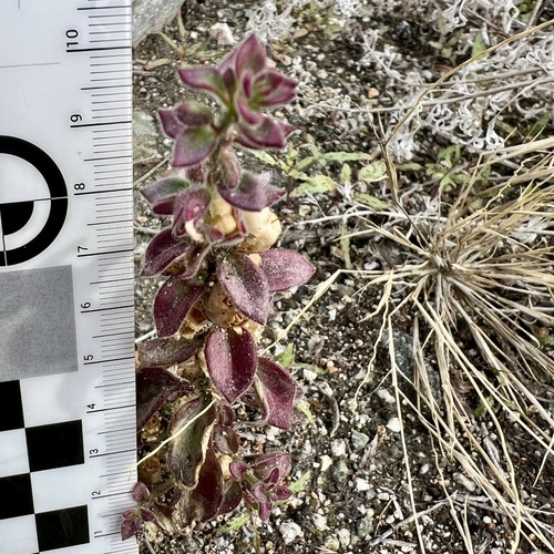 iNaturalist observation photo of Deep Canyon snapdragon