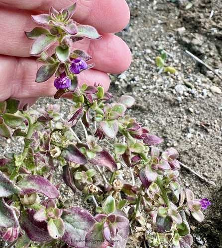 iNaturalist observation photo of Deep Canyon snapdragon