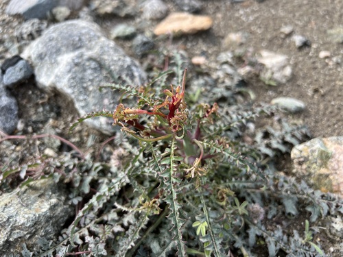 iNaturalist observation photo of California primrose