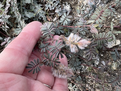 iNaturalist observation photo of Hairy Prairie Clover
