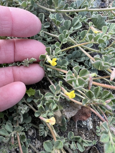 iNaturalist observation photo of strigose lotus