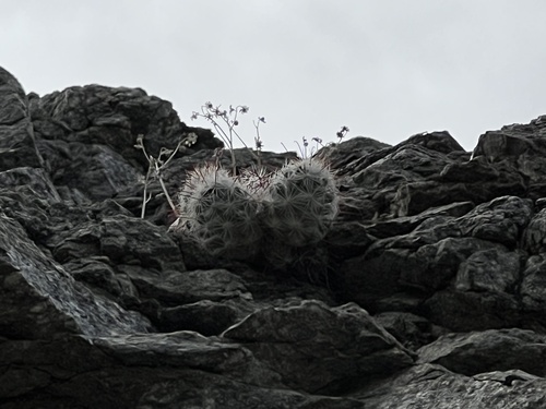 iNaturalist observation photo of Common Fishhook Cactus
