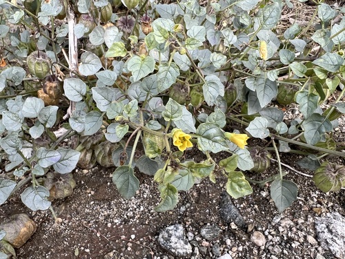 iNaturalist observation photo of Thickleaf Groundcherry