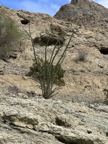 iNaturalist observation photo of ocotillo