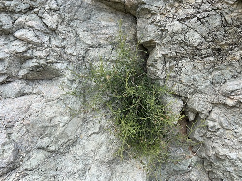 iNaturalist observation photo of Arrow-leaf