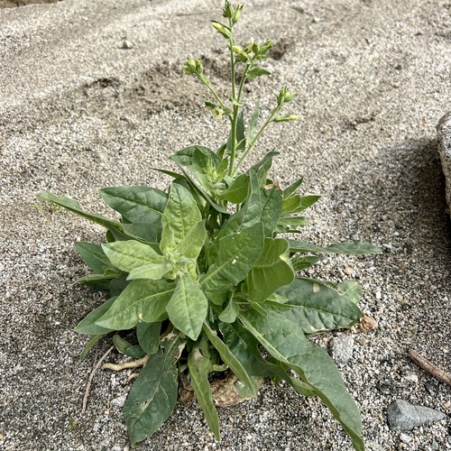 iNaturalist observation photo of desert tobacco