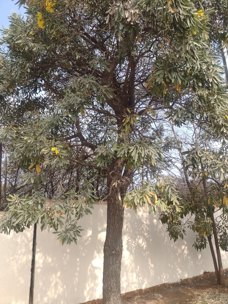 Yellow Trumpet-tree from Infosys - SV, Madhava Reddy Colony, Gachibowli ...