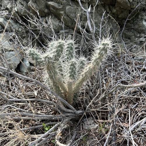 iNaturalist observation photo of Gander's cholla