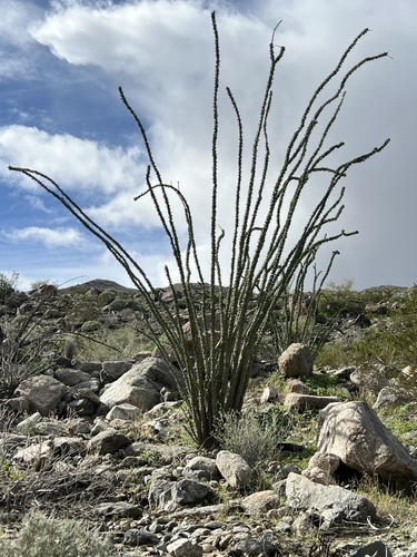 iNaturalist observation photo of ocotillo