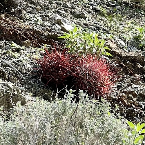 iNaturalist observation photo of California Barrel Cactus